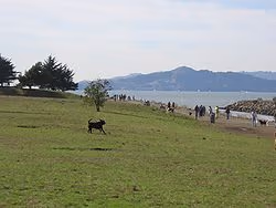 Point Isabel Regional Shoreline Dog Park photo 1